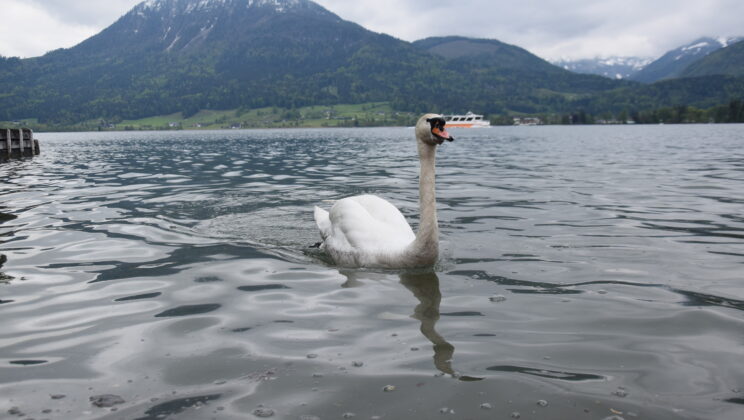 Un paseo por St. Wolfgang, en el corazón de los lagos austriacos